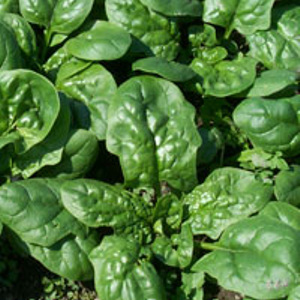 spinaci