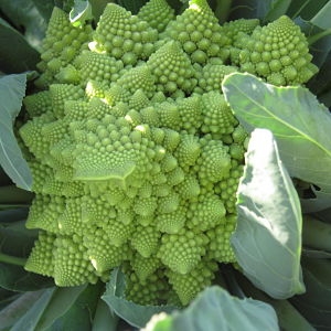 uploadimgs-prodotti-cavolo-broccolo-romanesco-300x300