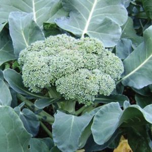 calabrese-green-sprouting-broccoli-seeds-300x300 (1)